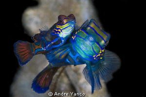 Mandarin Fish Mating... I have captured these beautiful c... by Andre Yanco 